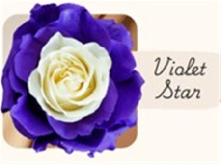 Ruža farbená Violet Star, Ekvádor 50 cm