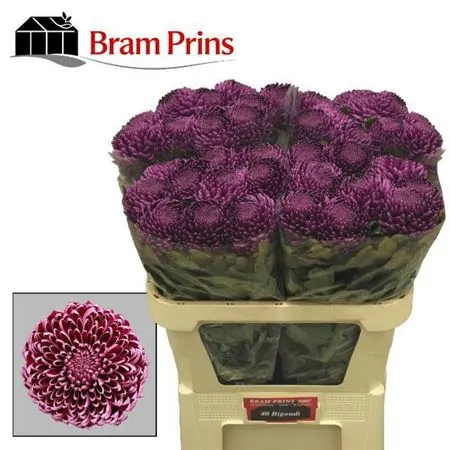 Chr G Bigoudi Purple 75 cm