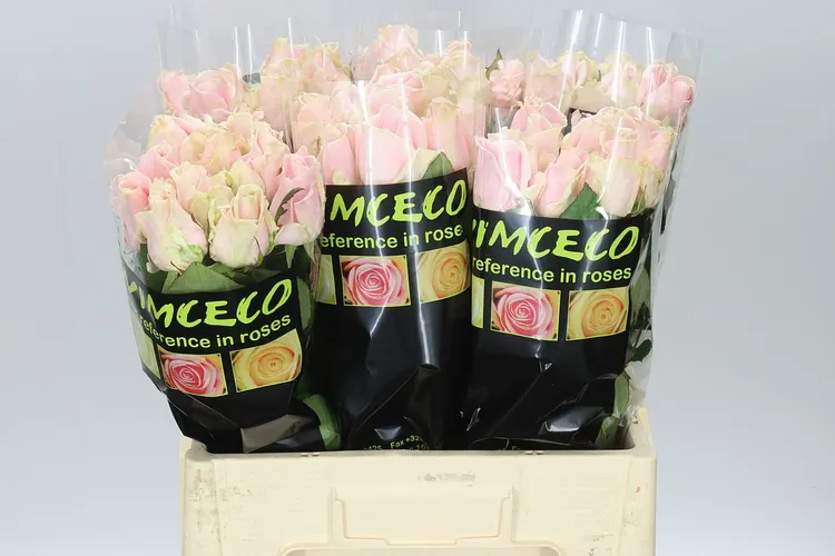 Rosa Gr Sweet Avalanche 60 cm