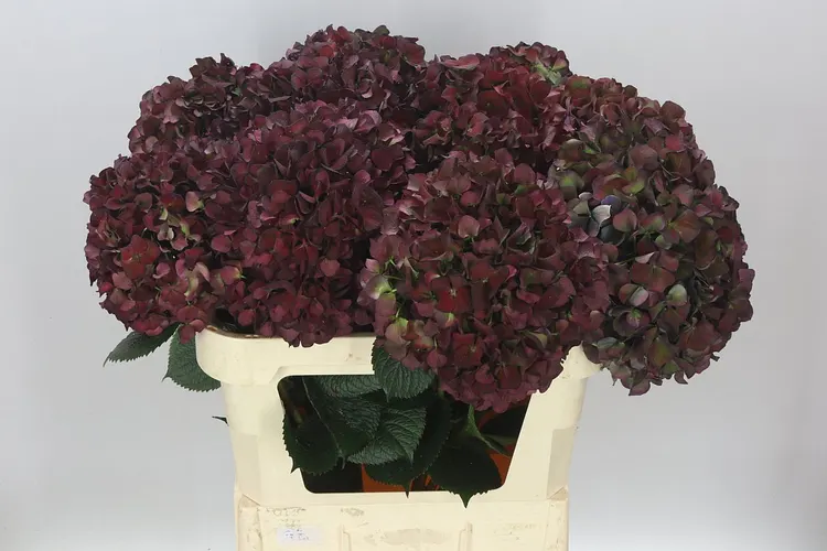 Hortenzia Ruby Glow Classic 80 cm