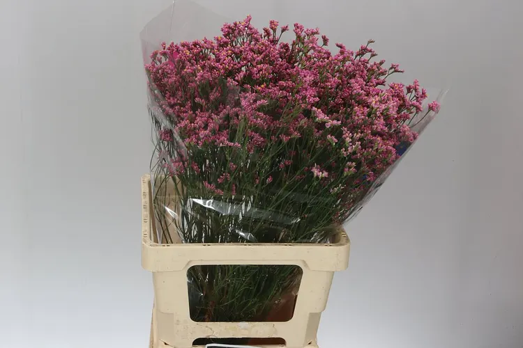 Lim. Sin Pink Anouchka 60 cm