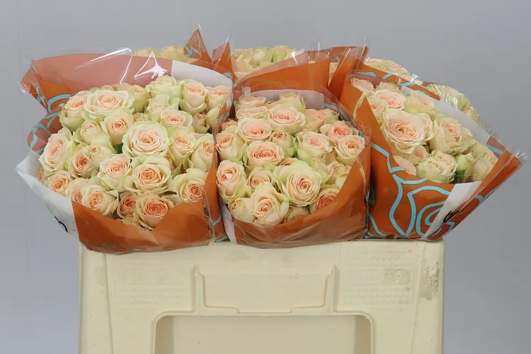 Rosa Tr Sancerre 50 cm