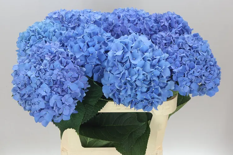 Hydrangea Pimpernel 80 cm