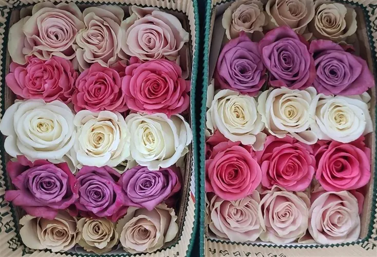Rosa Gr Ec Online Pastel Color 50 cm