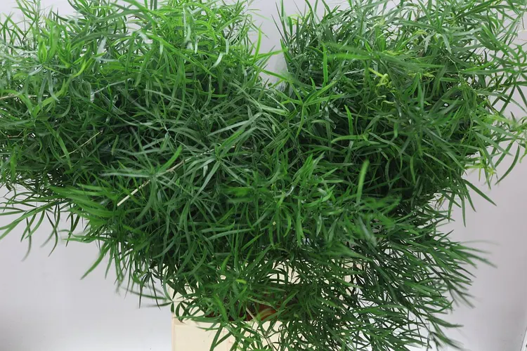 Asparagus Falcatus 80 cm