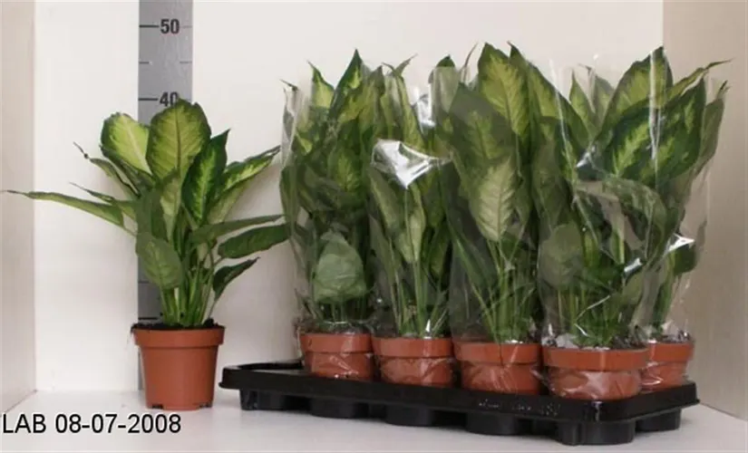 Difenbachie (Dieffenbachia)