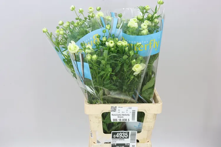 Ranuncul Butterfly Graces 70 cm
