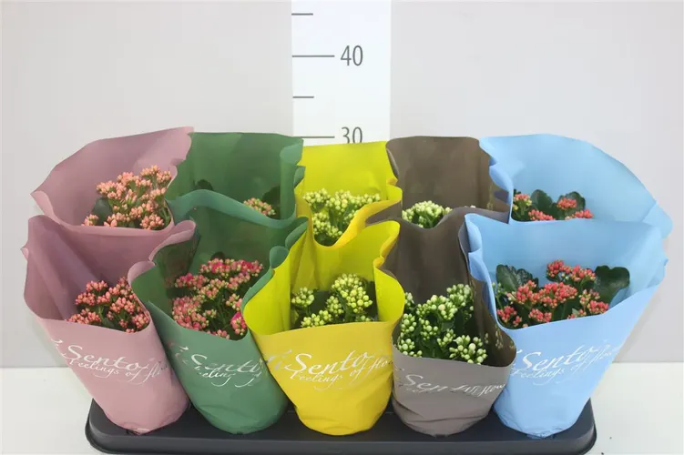 Kalanchoe Calandiva mix črepník 10,5 cm