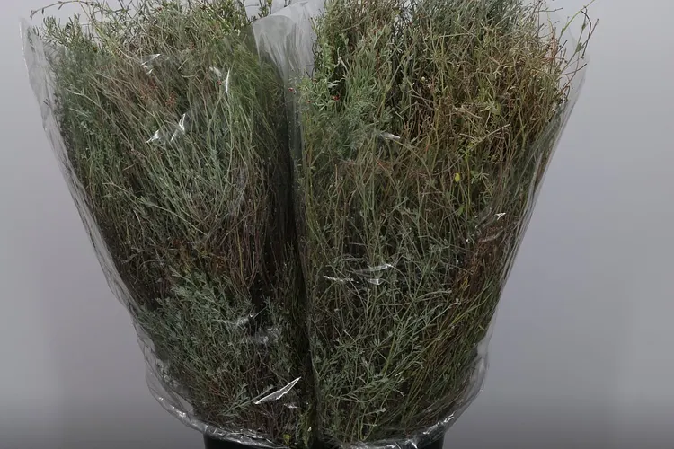 Thijm 65 cm