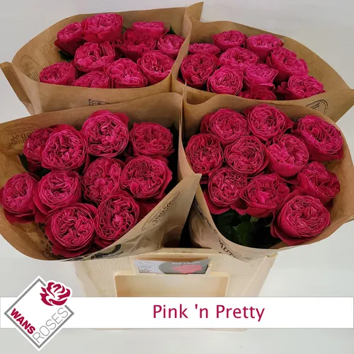 Ruža Pink N Pretty 60 cm