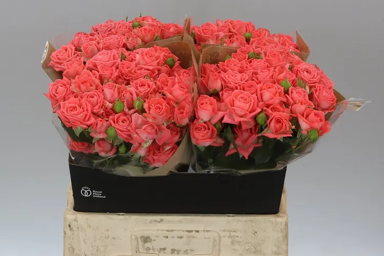 Rosa Tr Barbados 60 cm