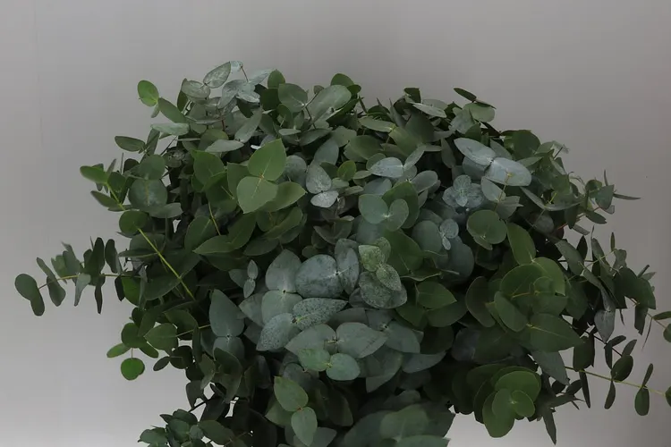 Eukalyptus Cinerea 55 Cm Single Stems 50 cm