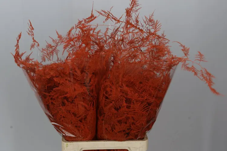 Asparagus Extra Veren Orange 65 cm
