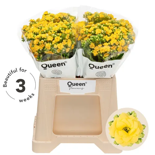 Kalanchoe Blazi Yel Meadow 40 cm