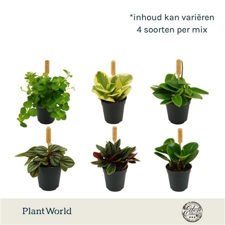 Peperomia mix črepník 5,5 cm