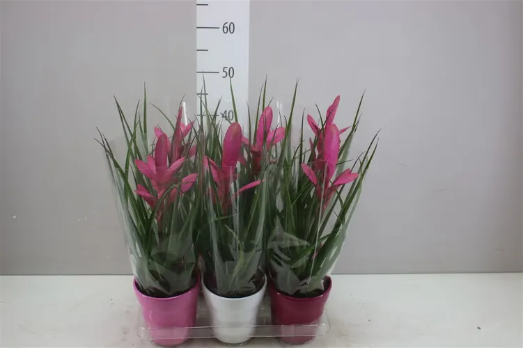 Tillandsia Antonio v keramike črepník 12 cm
