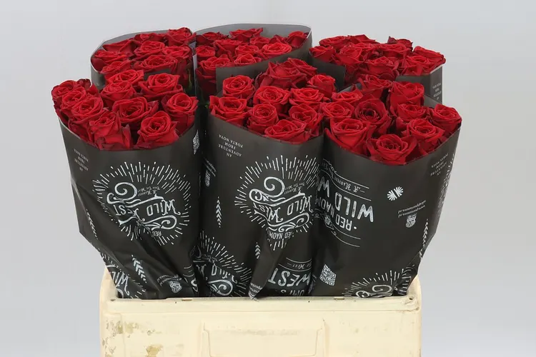 Rosa Gr Red Naomi Wild West 60 cm