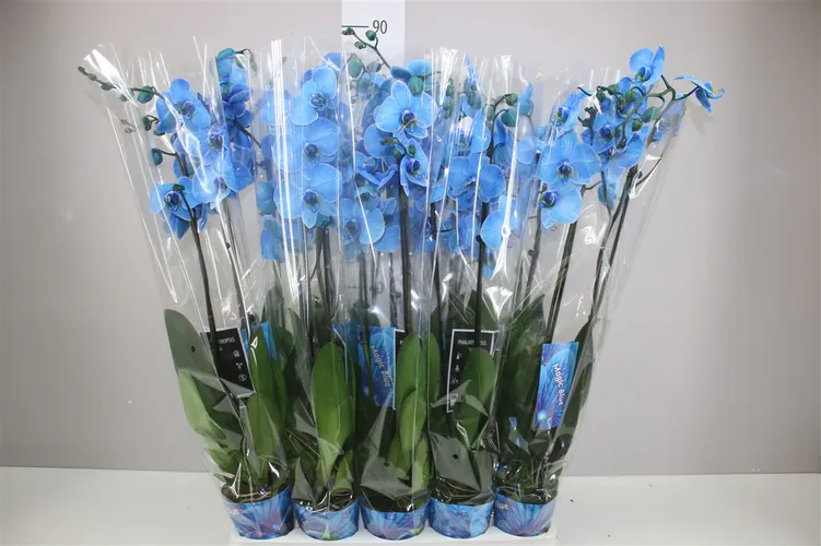 Orchidea Phalaenopsis Royal Blue, 2 výhony črepník 12 cm