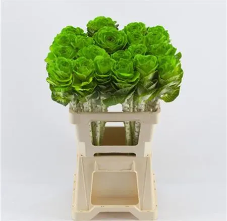 Brassica Painted Green Glitter 60 cm