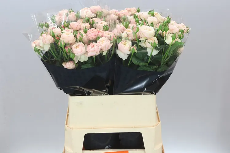 Ruža trsová Royal Blush X5 80 cm