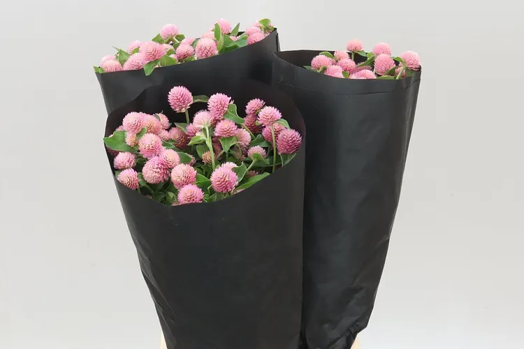 Gomphrena Gl Ov Roze 50 cm