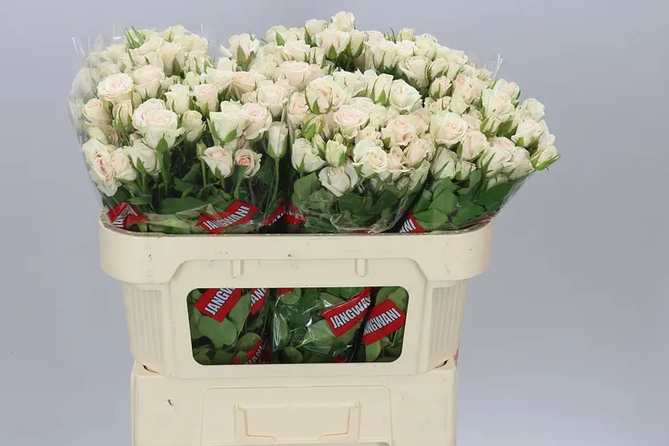 Rosa Tr Royal Porcelina Imp 70 cm
