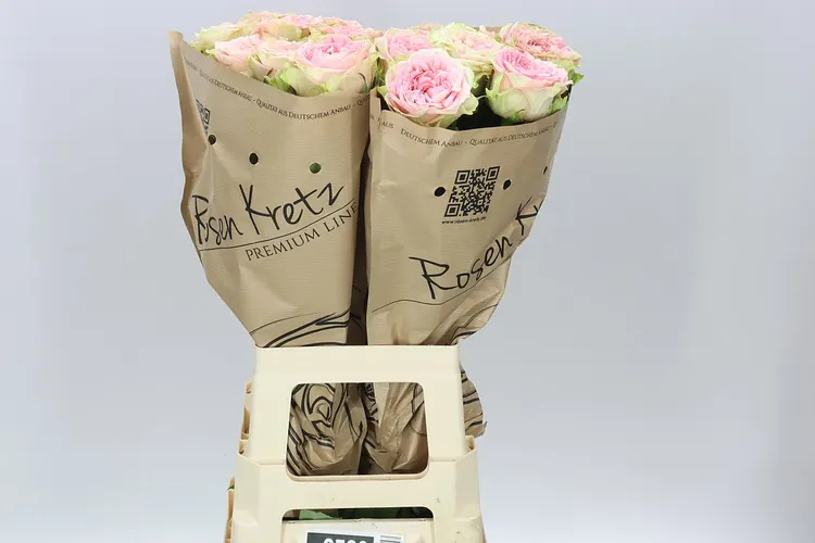 Rosa Gar Lady Jane 70 cm