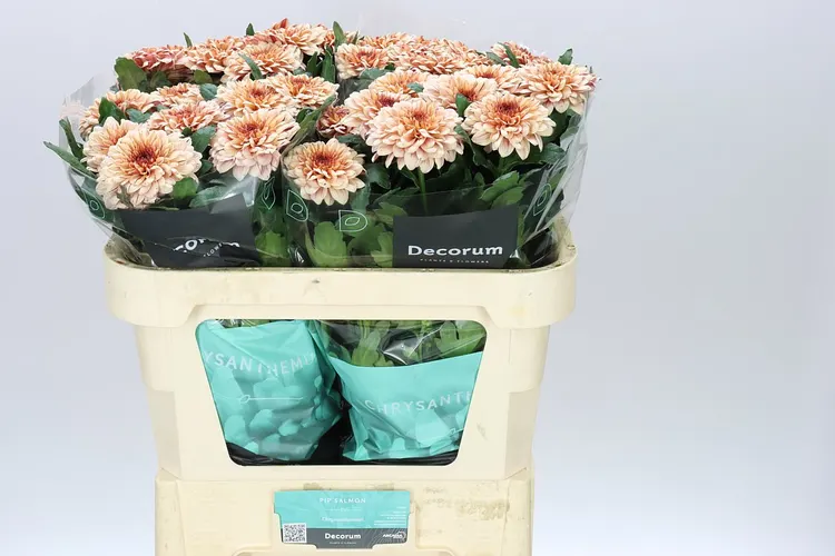 Chr G Pip Salmon 70 cm