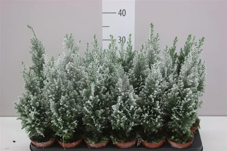 Chamaecyparis La Ellwoodii Snow črepník 9 cm