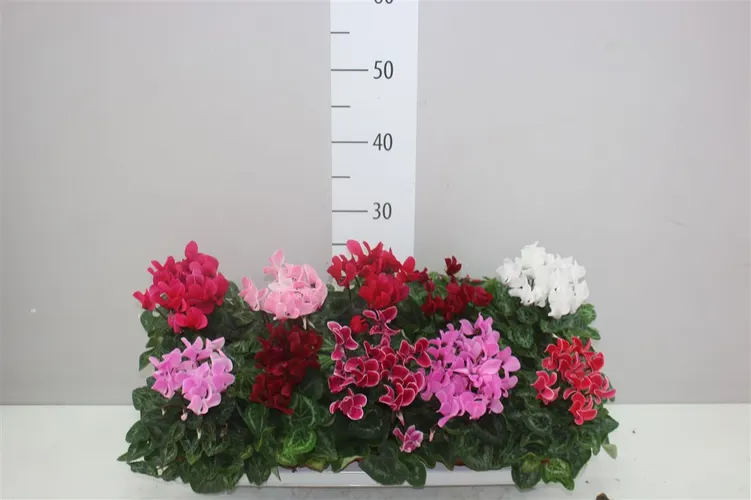 Cyclamen Kl Super Carino Gemengd črepník 10,5 cm