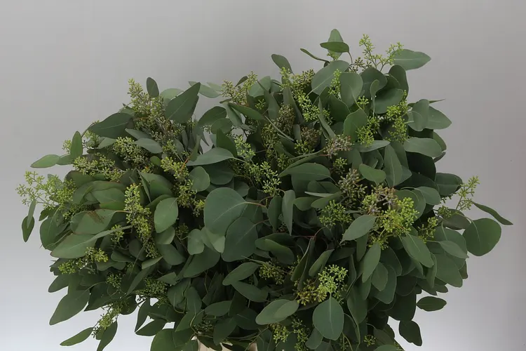 Eukalyptus Populus Berries 65 cm