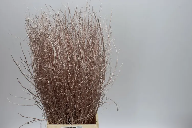 Berk Champange 70 cm
