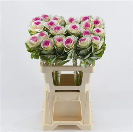 Brassica Painted White Erica 60 cm