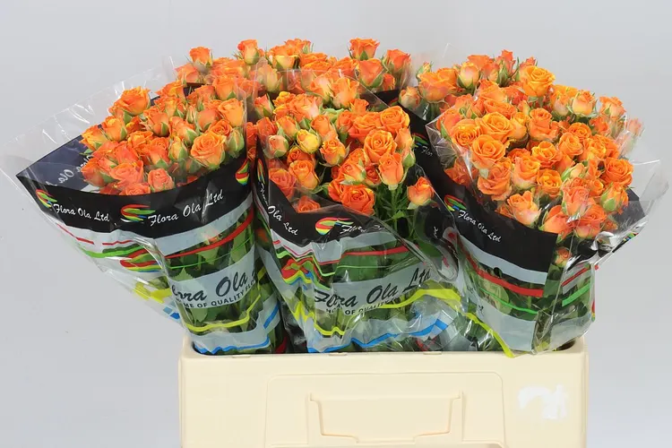 Rosa Tr Smashing 60 cm