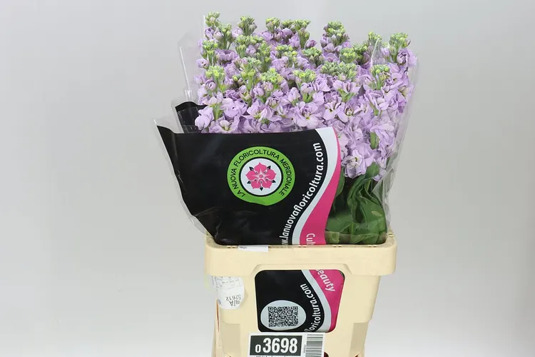 Matthiola Lavender It. Imp 65 cm