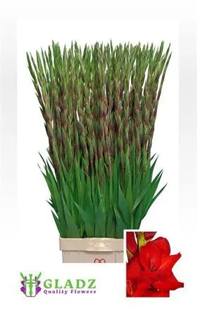 Glad Red Balance 120 cm
