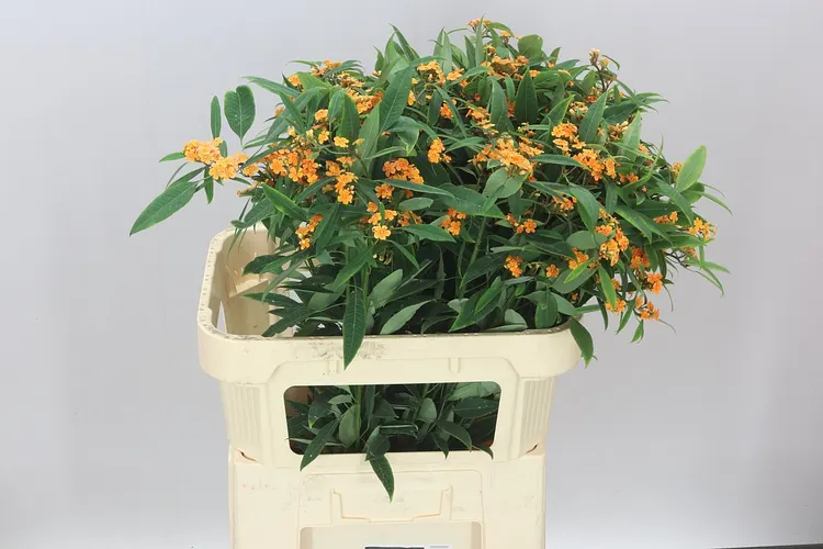 Euphorbia F T Sunstream 80 cm
