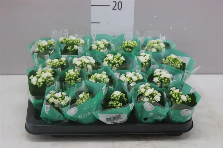 Kalanchoe Rosalina Wit A2 črepník 6 cm