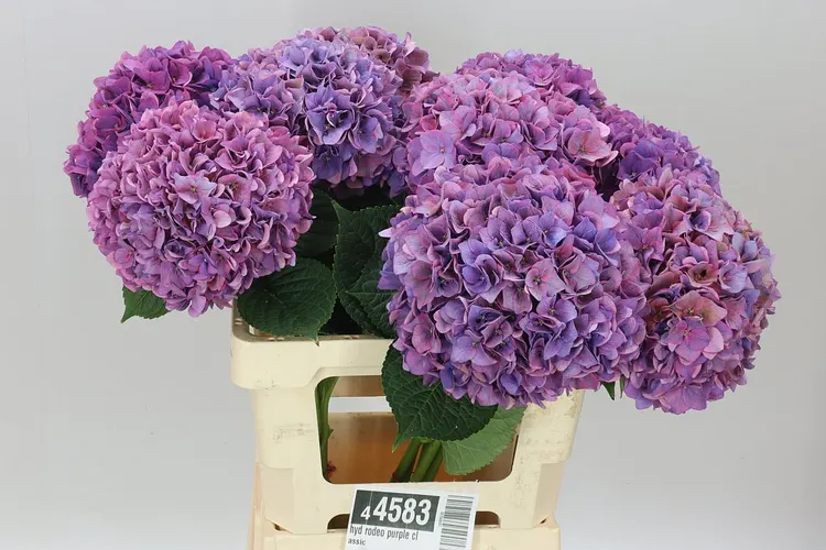 Hortenzia Rodeo Purple Classic 60 cm