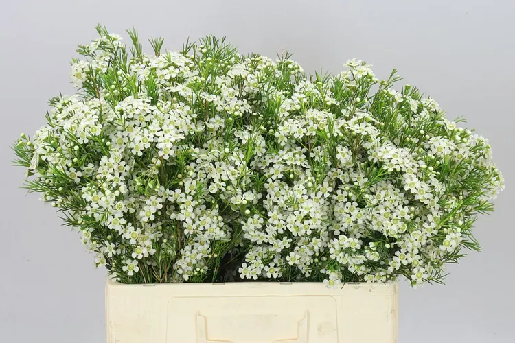 Chamelaucium Ofir 60 cm