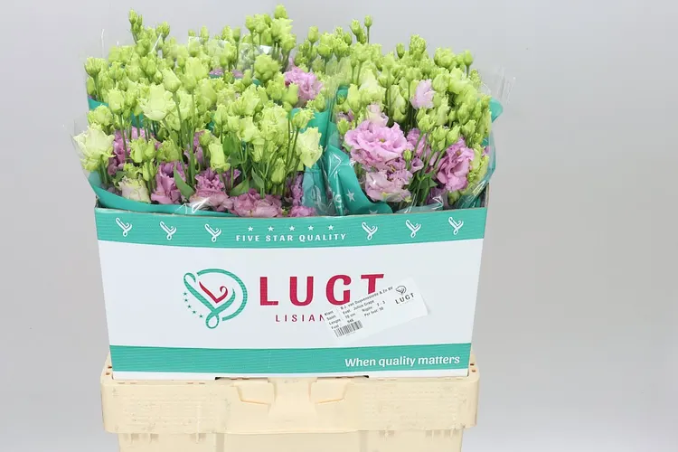 Eust Du Julius Grape 70 cm