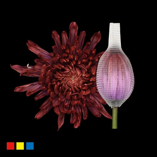Chr G Stravina The Joker 70 cm
