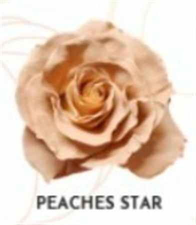 Ruža farbená Peaches Star, Ekvádor 50 cm