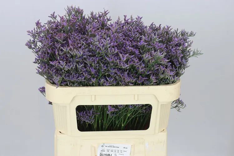 Lim. Piuma Blue 70 cm