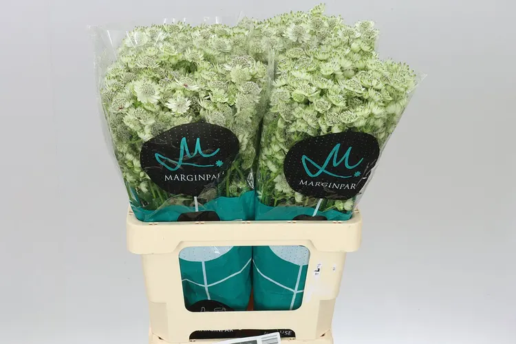 Astrantia Billion Stars 60 cm