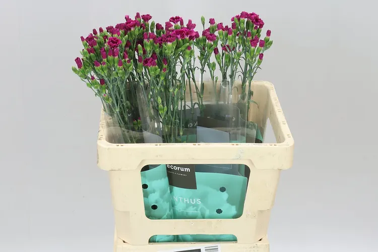 Di Lilliput Forever 60 cm