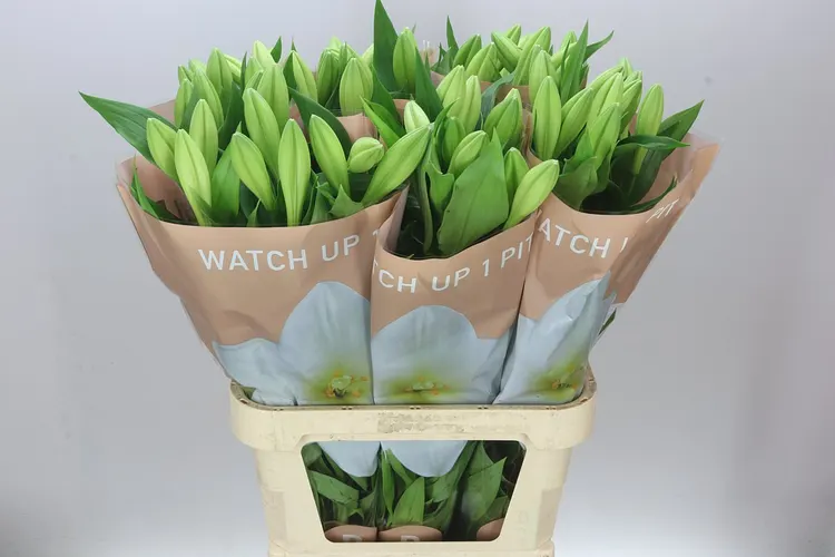 Ľalia dlhokvetá Watch Up 1+ 95 cm