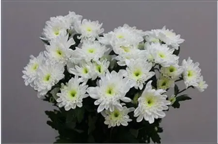 Chr T Bonita P100 70 cm