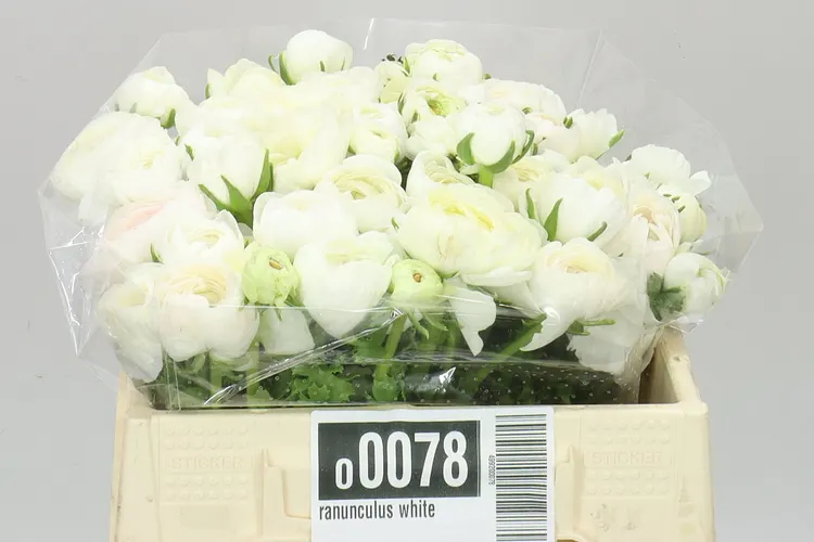Iskerník White 35 cm
