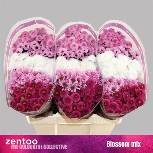 Sant Sweet Mixed 55 cm